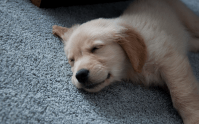 5 Ways To Control Your Puppy’s Pet Odor