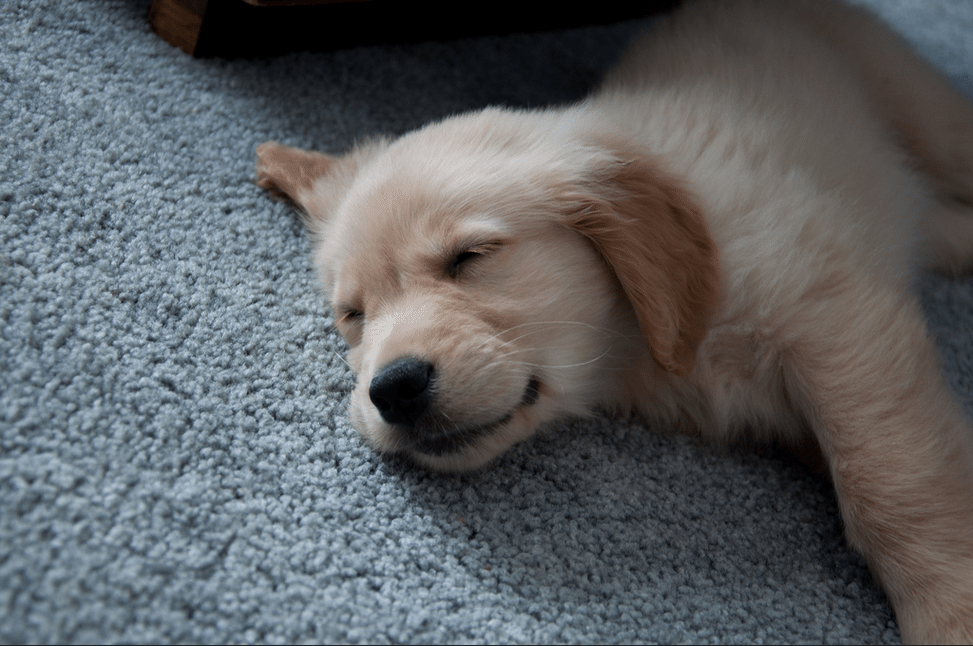 5 Ways To Control Your Puppy’s Pet Odor
