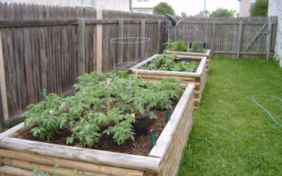 In: Raised Garden Beds  Out: In-Ground Gardens