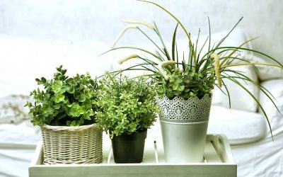 Improve Air Quality in your Home with Houseplants