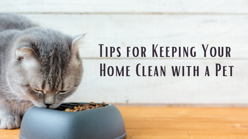 Tips for Keeping Your Home Clean with a Pet