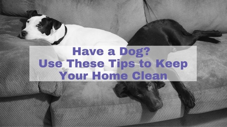 Tips to Keep Your Home Clean with a Dog