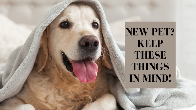 New Pet? Keep These Things in Mind!